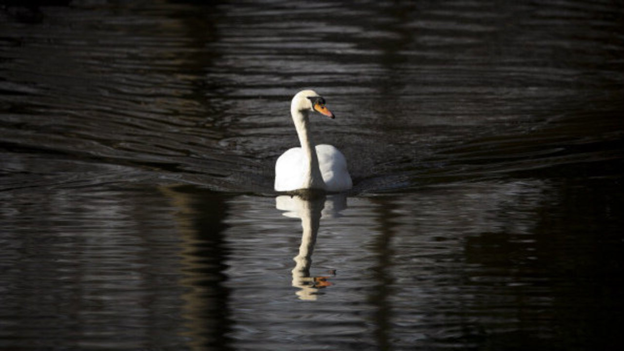 How one Michigan township plans to fight 'invasion' of mute swans